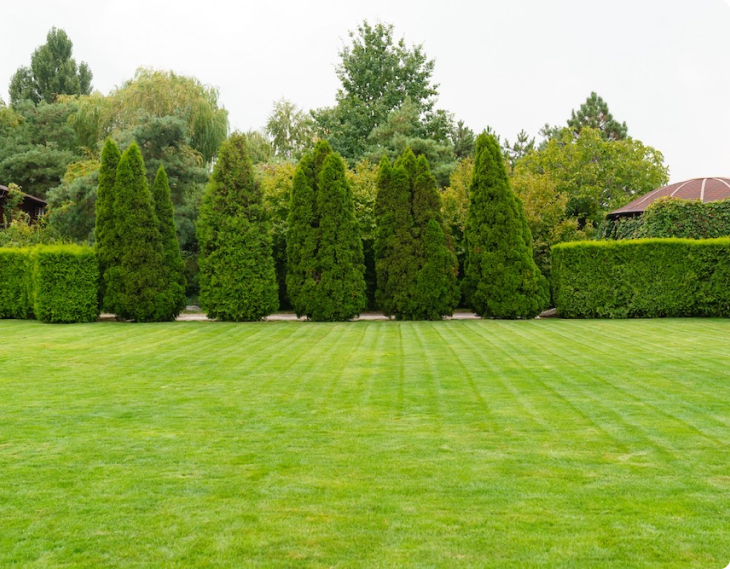 Image of a backyard of freshly mowed green grass and well manicured shrubs