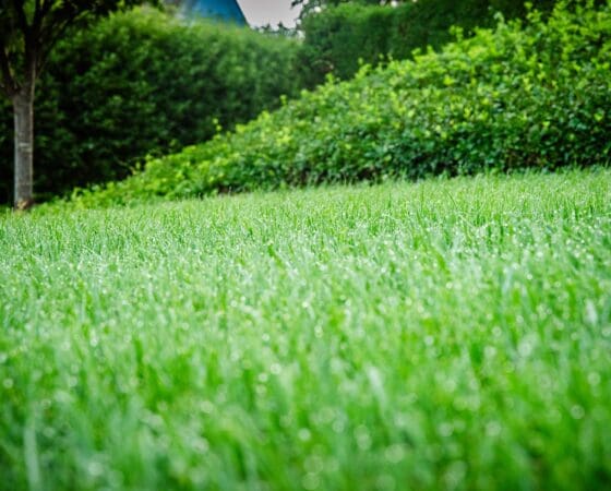 Nashville, TN Lawn Care Companies