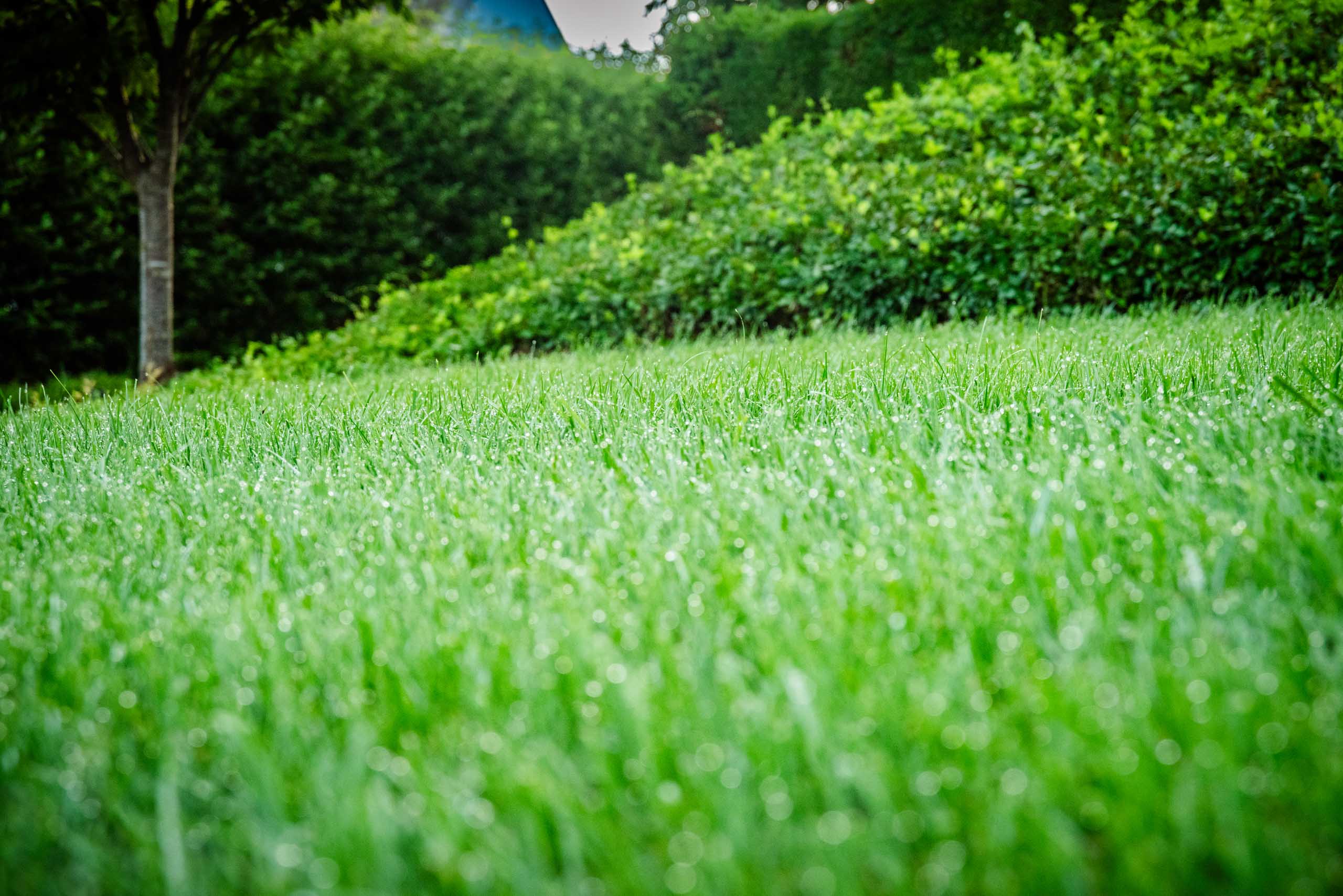 Nashville, TN Lawn Care Companies