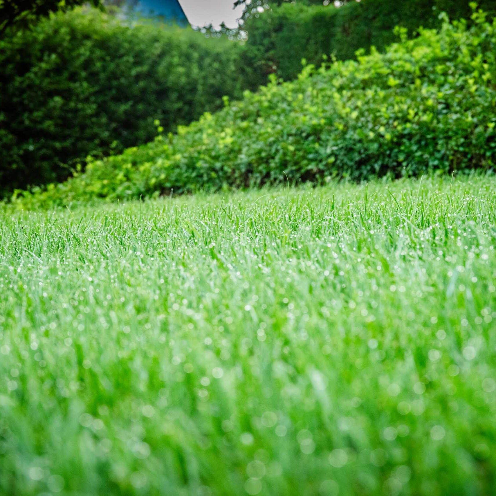 Nashville, TN Lawn Care Companies